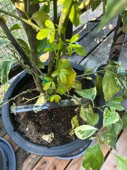 Photo of free Pink lemonade Lemon tree (Woodacre Flats) #1