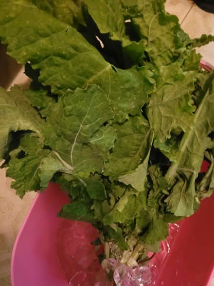 Photo of free Kale (Oakland) #1