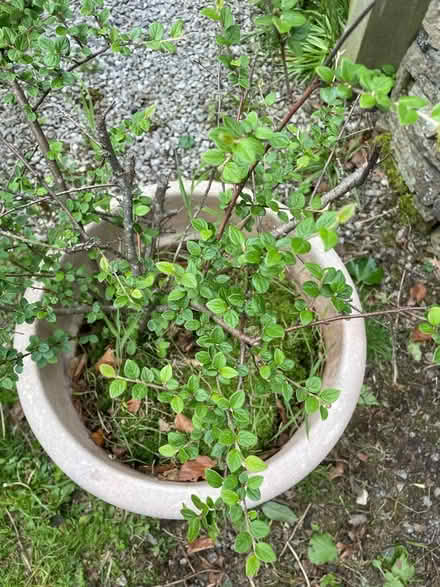 Photo of free Cotoneaster - Berry Bearing Shrub (Birch Vale SK22) #3