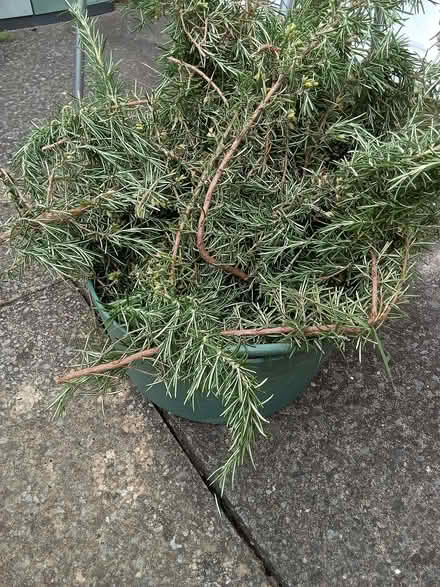 Photo of free Fresh rosemary, large pile (Westbury Fields BS9) #2