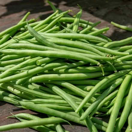 Photo of Courgette and French climbing beans (SK8 Cheadle) #2