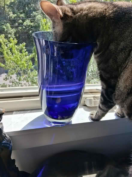 Photo of free Large Glass Vase (Interbay/Queen Anne) #3