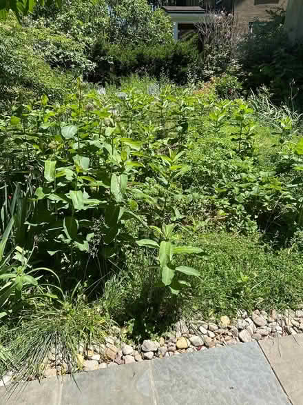 Photo of free Milky Weeds plants -self digging (Chevy Chase DC) #1