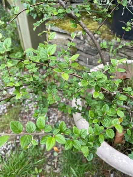 Photo of free Cotoneaster - Berry Bearing Shrub (Birch Vale SK22) #4