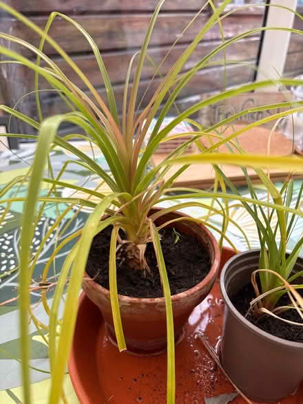 Photo of free House plants (LA3 Morecambe) #3