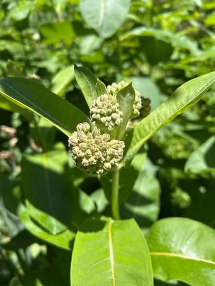 Photo of free Milky Weeds plants -self digging (Chevy Chase DC) #2
