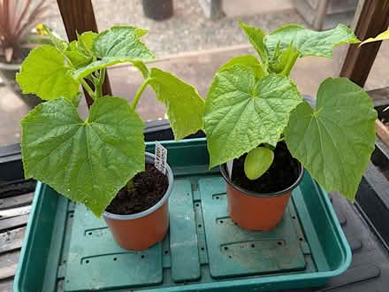 Photo of free 2 cucubmer plants (Llandrindod LD1) #1