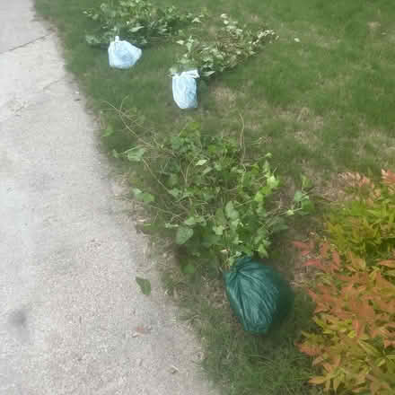 Photo of free Fresh cut Irish Ivy (Plano, TX. 75023) #3