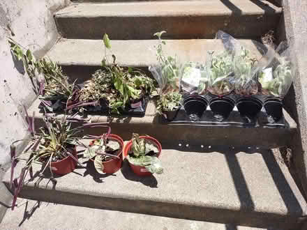 Photo of free Plants (Vallejo) #1