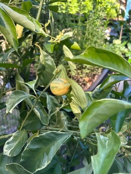 Photo of free Pink lemonade Lemon tree (Woodacre Flats) #2