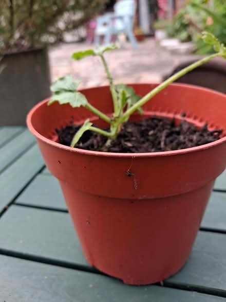 Photo of free Courgette plant (Ormskirk L39) #1