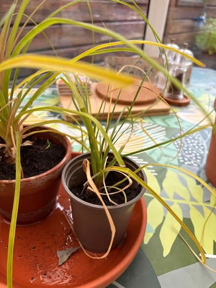 Photo of free House plants (LA3 Morecambe) #4