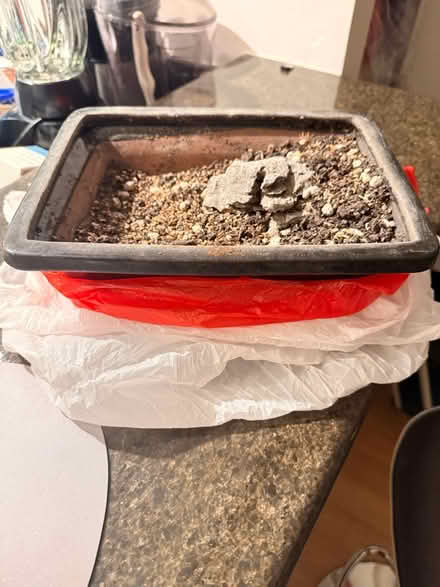 Photo of free Bonsai pot (Midtown west) #1