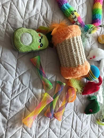 Photo of free Selection of cat toys (W5) #3