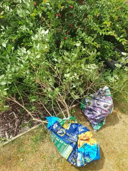 Photo of free Plants (Eynsham OX29) #1
