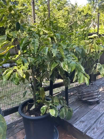 Photo of free Pink lemonade Lemon tree (Woodacre Flats) #3