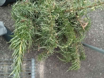 Photo of free Fresh rosemary, large pile (Westbury Fields BS9) #1