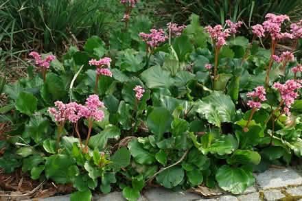 Photo of free Bergenia Cutting (Morden SM4) #1