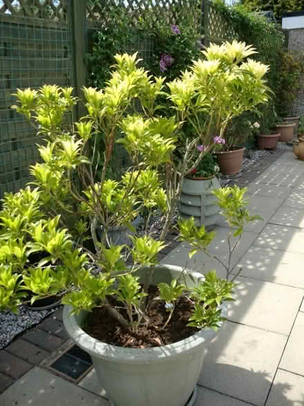 Photo of free Pieris Plant (Harrogate, HG1 3JG) #2