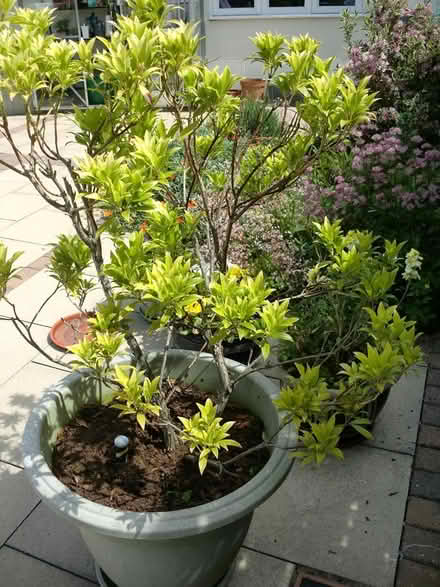 Photo of free Pieris Plant (Harrogate, HG1 3JG) #1