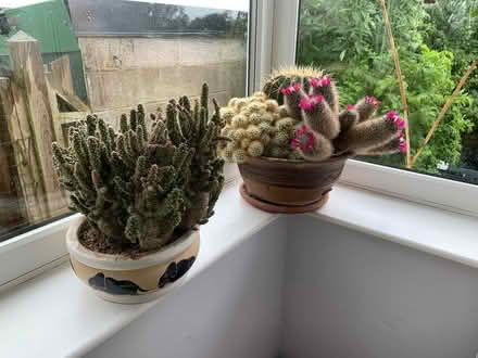 Photo of free Mature cacti (Hornsby CA8) #1