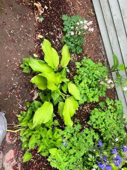 Photo of free Hosta (Lunenburg) #1