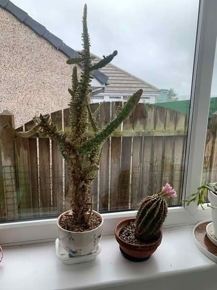 Photo of free Mature cacti (Hornsby CA8) #2