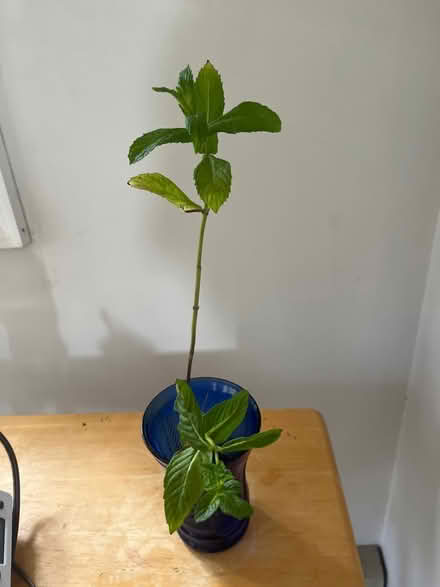 Photo of free 2 sprigs of mint for pot planting (Ridley Park) #1