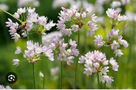 Photo of free Allium Rosea Bulbs (Whetstone Leicester LE8) #1