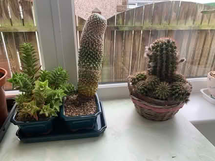Photo of free Mature cacti (Hornsby CA8) #3