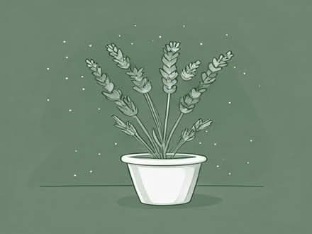 Photo of free lavender plants (Boothville NN3) #1