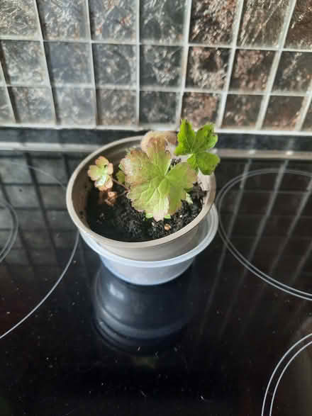 Photo of free Hardy Pink Geranium seedling (Morden SM4) #3
