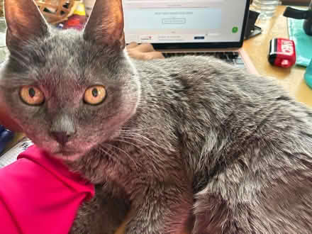 Photo of Cat nail clippers, litter box, catnip (Sunderland, MA) #1