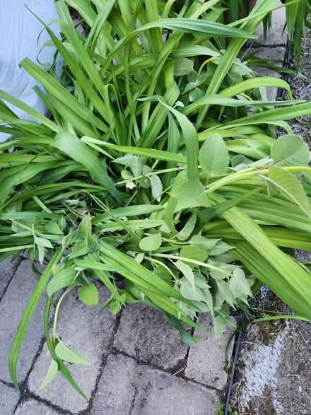 Photo of free Day lilies galore (Wellington Village) #2
