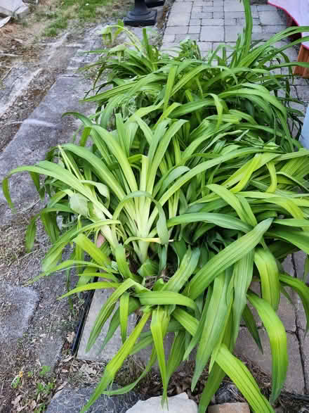 Photo of free Day lilies galore (Wellington Village) #1