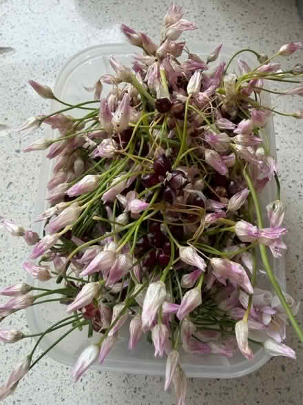 Photo of free Allium Rosea Bulbs (Whetstone Leicester LE8) #2