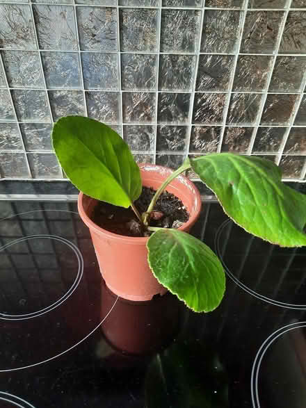 Photo of free Bergenia Cutting (Morden SM4) #2