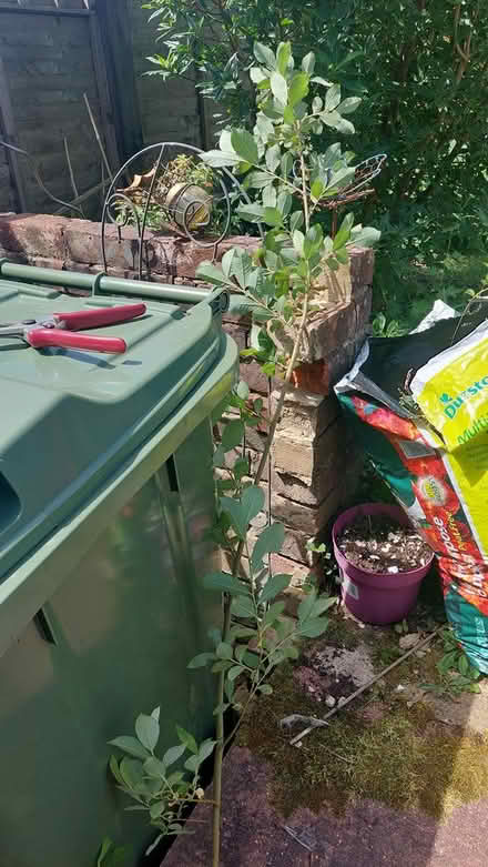Photo of free Rusty Willow Tree (Whitehill, Crowborough TN6) #1