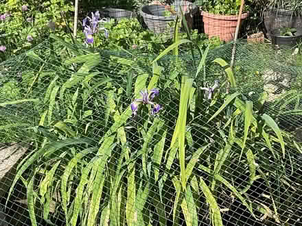 Photo of free Pond iris (Leeds LS14) #1