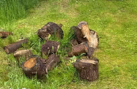 Photo of free Fire wood (Ballintoy, NI, BT54) #1