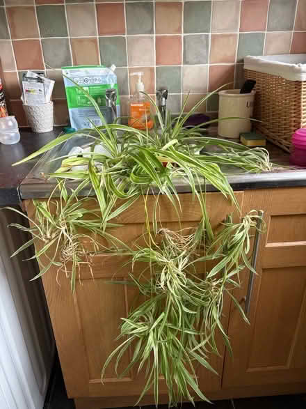 Photo of free Spider Plants in need of TLC (Oswestry SY11) #1