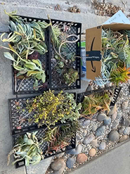 Photo of free Succulent (Near Rancho San Antonio Park) #1