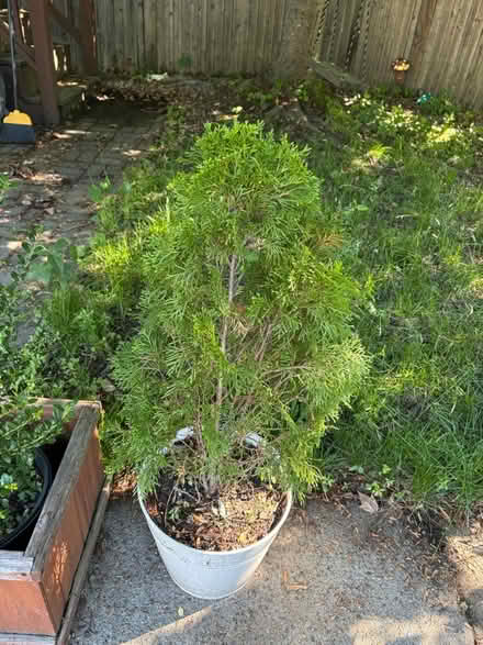 Photo of free Two shrubs (Roxbury) #1