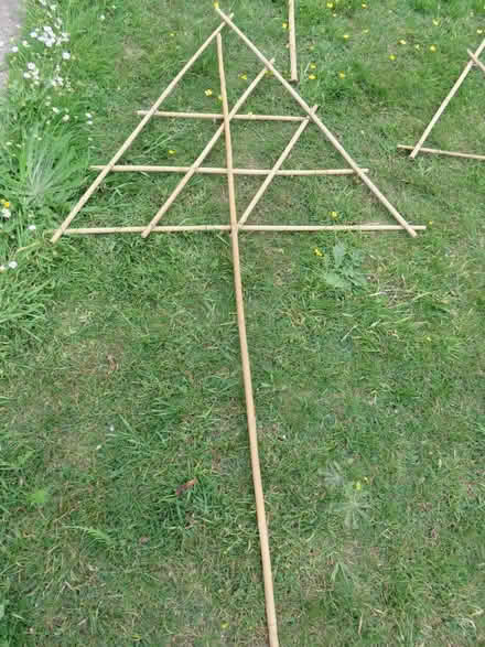 Photo of free 4 x Bamboo Supports for Fan Tree Training (Bexhill TN39) #2
