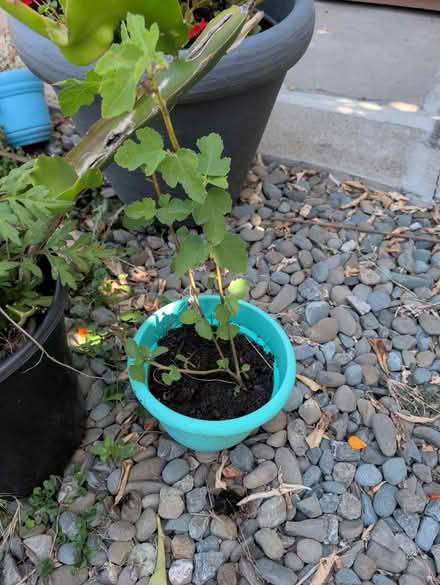Photo of free Small fig plant future fig tree (downtown sunnyvale) #2