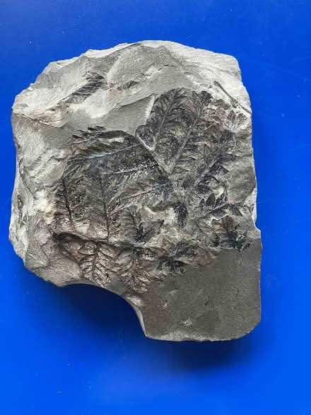 Photo of free Fossil! (Hailsham BN27) #2