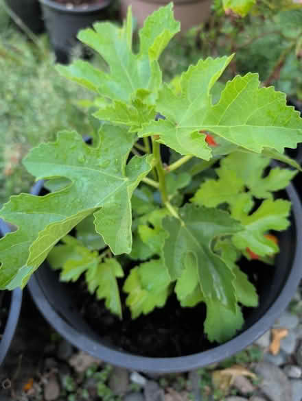 Photo of free Small fig plant future fig tree (downtown sunnyvale) #1