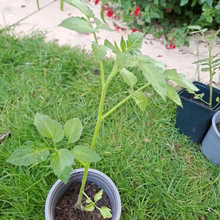 Photo of free Baby plum tomato plants (Orton Waterville PE2) #2