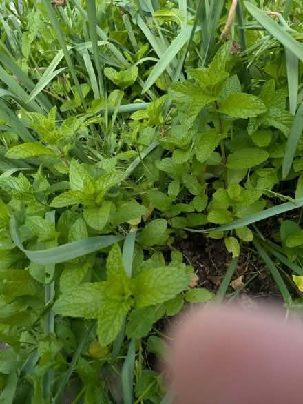 Photo of free Mint plants (Pawtucketville / Lowell) #1