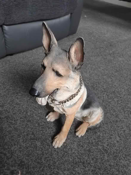 Photo of free Dog ornaments (Lowedges. S8) #1